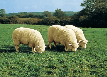Klassisch - Hochwertiges Merino-Lammfell – Farbe BEERE – Ansicht  Klassisch - Hochwertiges Merino-Lammfell, in Farbe BEERE – Farbe BEERE – Ansicht