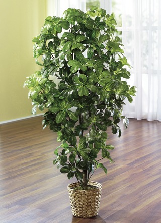 Schefflera im Topf