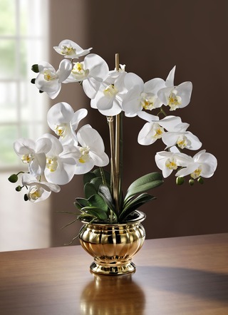 Orchidee im Topf