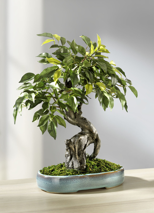 Kunst- & Textilpflanzen - Ficus-Bonsai in Keramikschale, in Farbe GRÜN