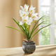 Kunst- & Textilpflanzen - Cymbidium-Orchidee im Zementtopf, in Farbe CREME – Farbe CREME – Ansicht 1