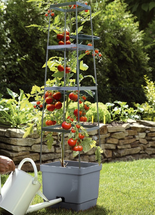 Blumentöpfe und Pflanzgefäße - MAXITOM Tomaten-Rankhilfe Komplett-Set, in Farbe ANTHRAZIT Ansicht 1