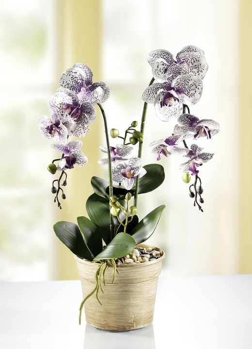 Orchidee im & Textilpflanzen Brigitte Kunst- Hachenburg | Topf 