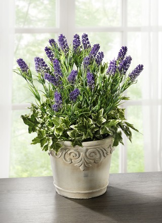Lavendel im Topf