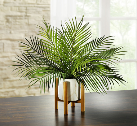 Palmblatt-Pflanze im Gestelltopf