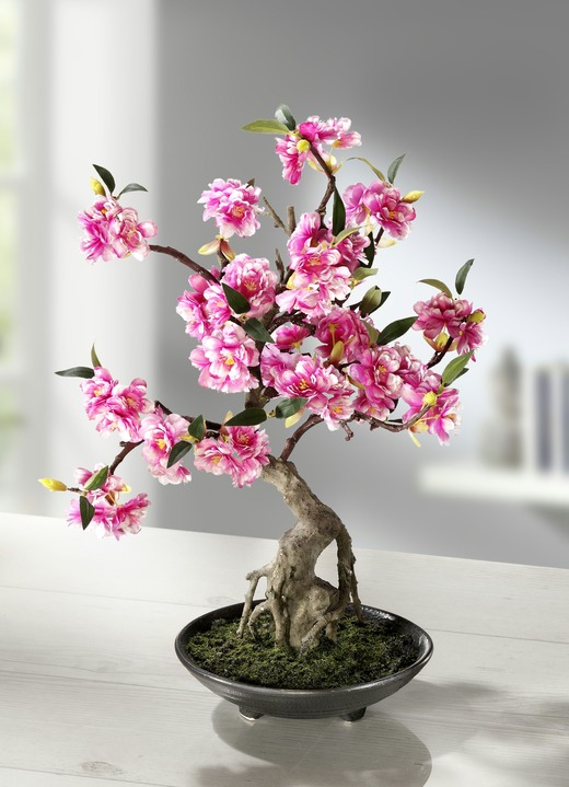 - Cerasum-Bonsai im Topf, in Farbe PINK