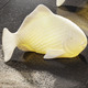 Wohnaccessoires - LED Meerestiere, in Farbe WEISS, in Ausführung LED-Leuchte Fisch, klein – Farbe WEISS – Ansicht 1