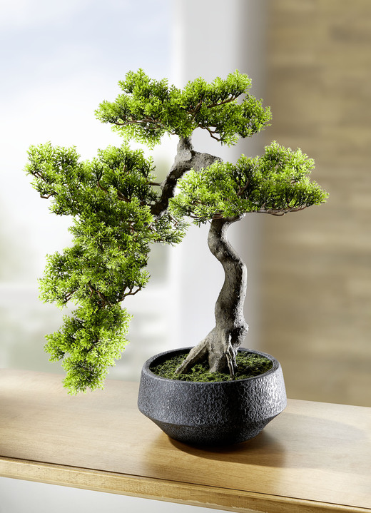 - Zeder-Bonsai in dunkelgrauer Zementschale, in Farbe GRÜN