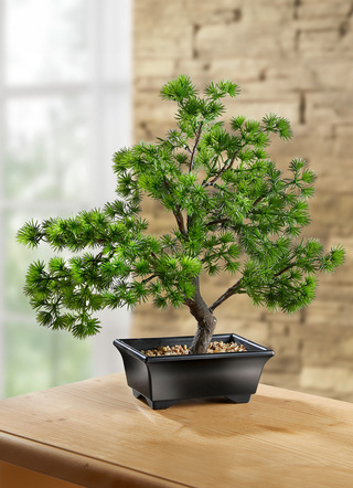 Bonsai im Kunststoff-Topf
