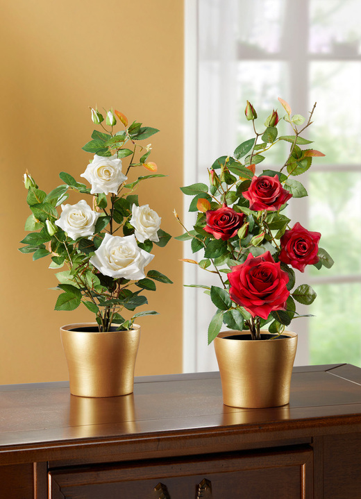 - Bezauberndes Rosengesteck im Topf, in Farbe WEISS Ansicht 2