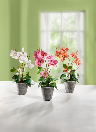 Orchidee im Zementtopf /creme