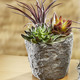 Kunst- & Textilpflanzen - Sukkulenten-Arrangement im Topf, in Farbe MAUVE, in Ausführung klein – Farbe MAUVE – Ansicht 1