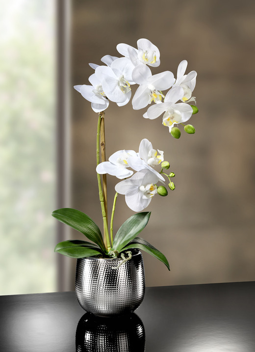 - Orchidee im Keramiktopf, in Farbe WEISS