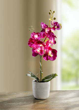 Beleuchtete Orchidee