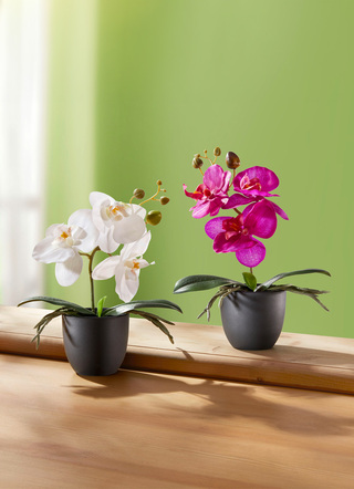 Zauberhafte Orchideen, 2er-Set
