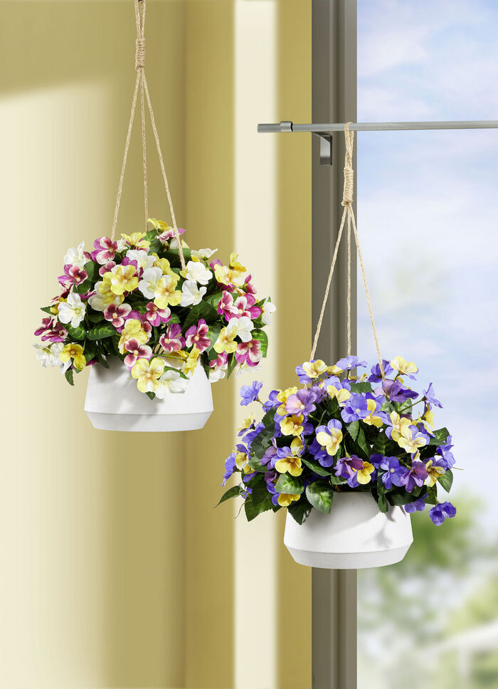 Stiefmütterchen in Hängeampel GELB-VIOLETT