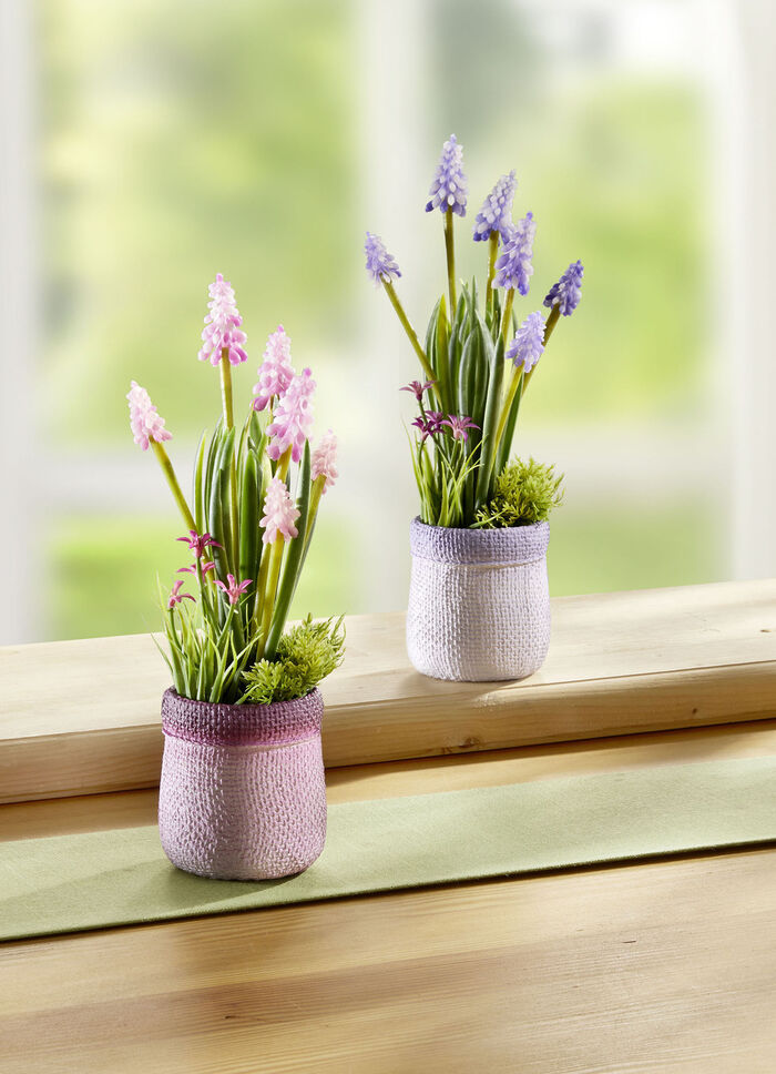 Perhyazinthen im 2er-Set 