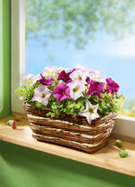 Blumenkasten Petunien 