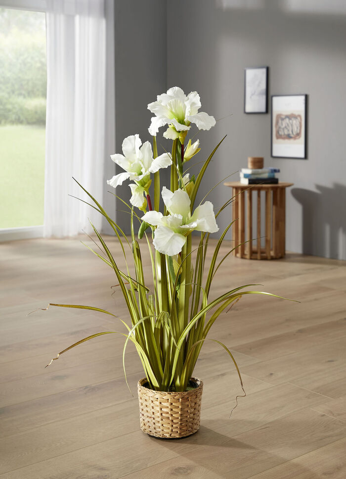 Wunderschöne Lilie im Topf WEISS