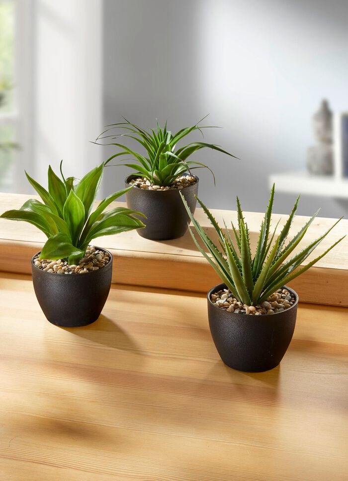 Sukkulenten im Topf, 3er-Set 