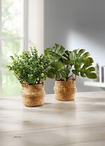 Gr&uuml;npflanzen im Korb, 2er-Set 