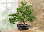 Bonsai im Kunststoff-Topf 