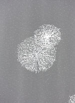 Store mit Automatikfaltenband 