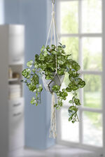 Leuchterblumen-H&auml;ngeampel 