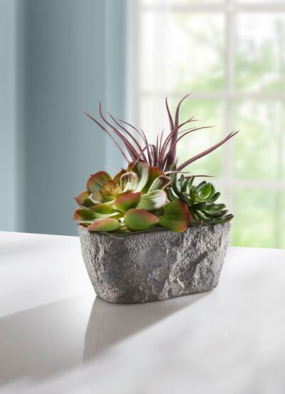 Sukkulenten-Arrangement in Zementschale 