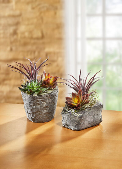 Sukkulenten-Arrangement im Topf 