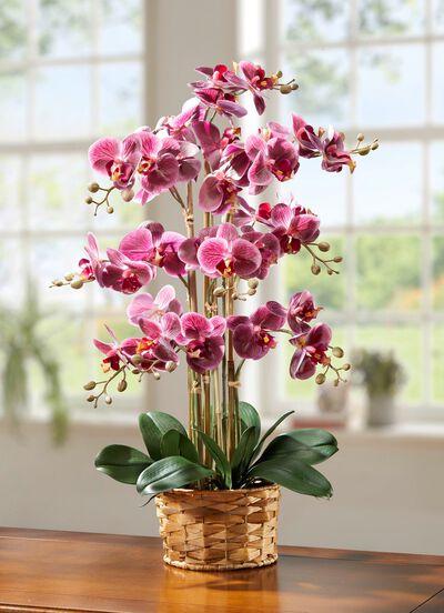 Orchidee in Korb aus Wasserhyazinthe 