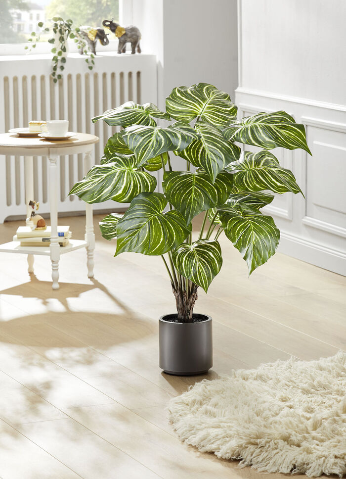 Philodendron im Topf 