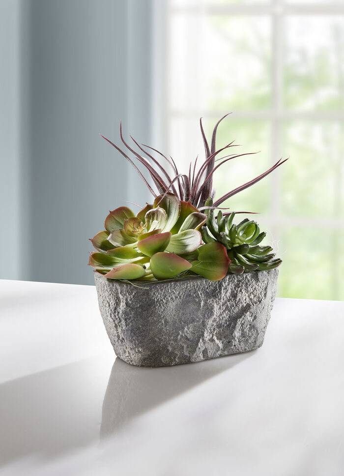 Sukkulenten-Arrangement in Zementschale 
