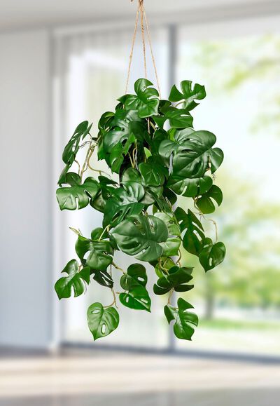 Splitphiloh&auml;nger im Topf 