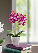 Orchidee im Topf 