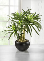 Yucca-Bonsai im Topf aus Keramik 