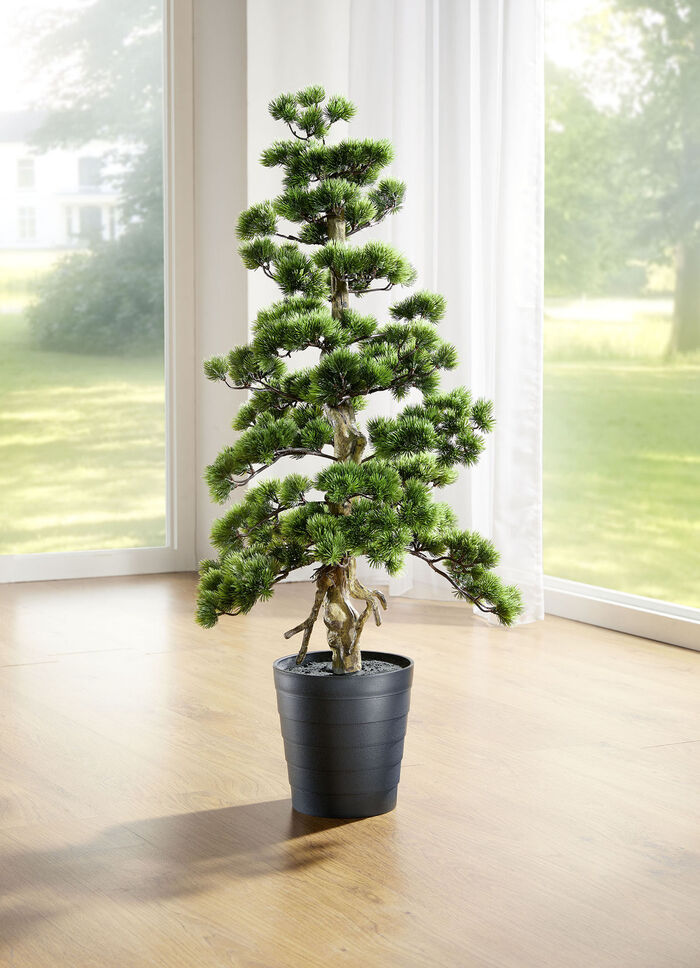 Kiefer-Bonsai 