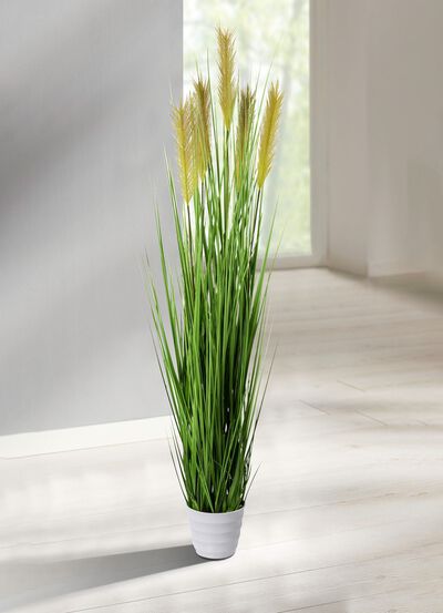 Grasbusch im Topf 