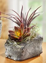 Sukkulenten-Arrangement im Topf MAUVE