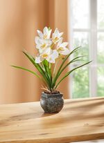 Cymbidium-Orchidee im Zementtopf CREME