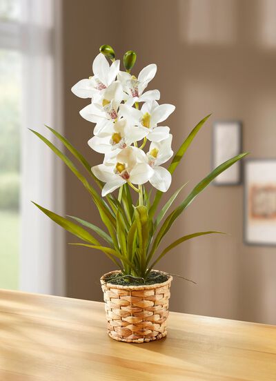Orchidee im Korb aus Wasserhyazinthe 