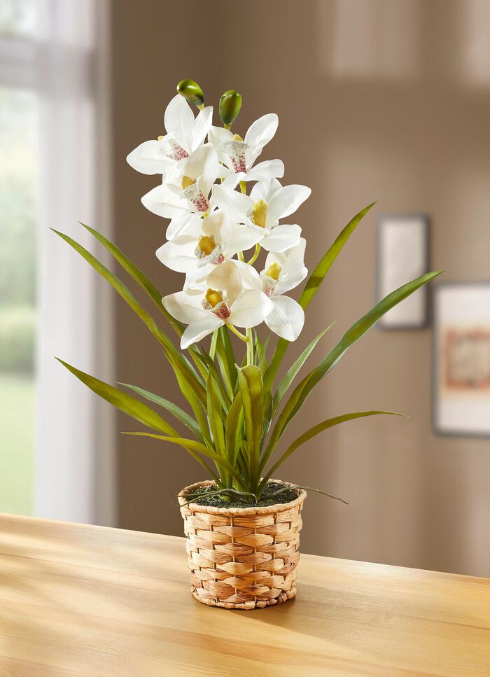 Orchidee im Korb aus Wasserhyazinthe 