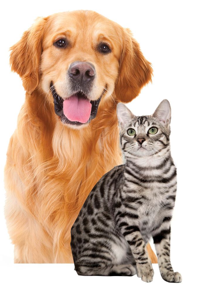 Fussel- und Tierhaarrolle Deluxe mit Akku 