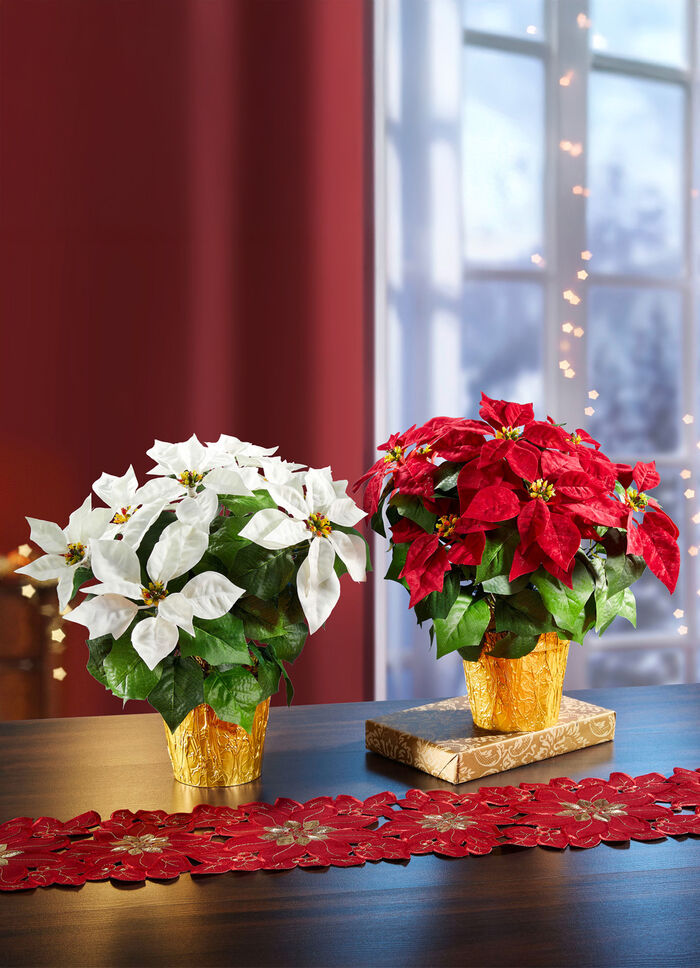 Weihnachtsstern im Topf  