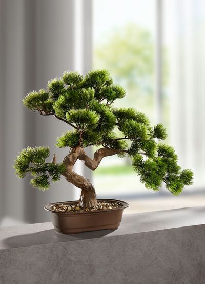 Bonsai in Schale 