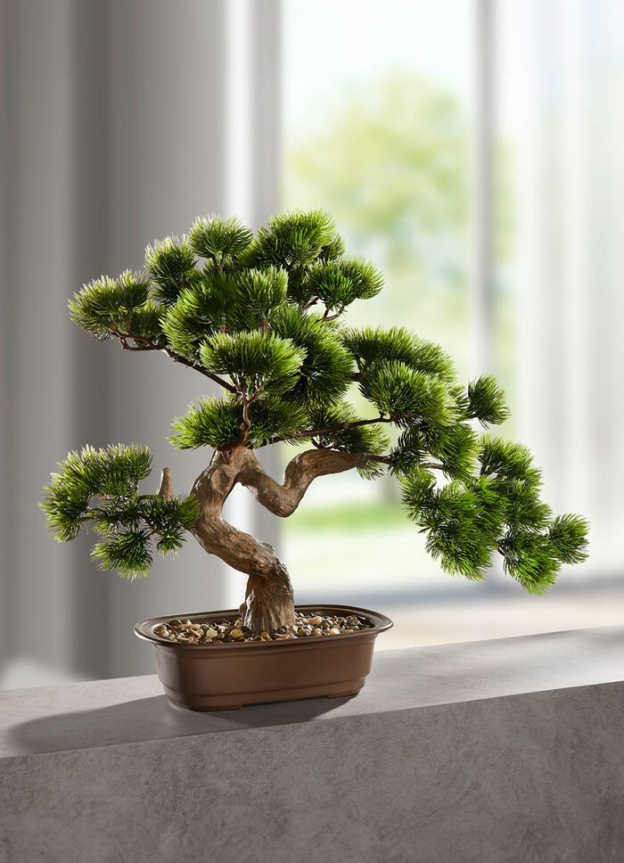 Bonsai in Schale 