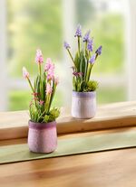 Perhyazinthen im 2er-Set 