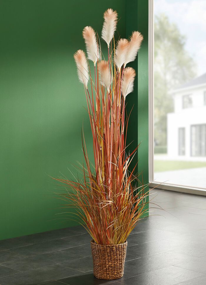 Schilfgras im Topf 