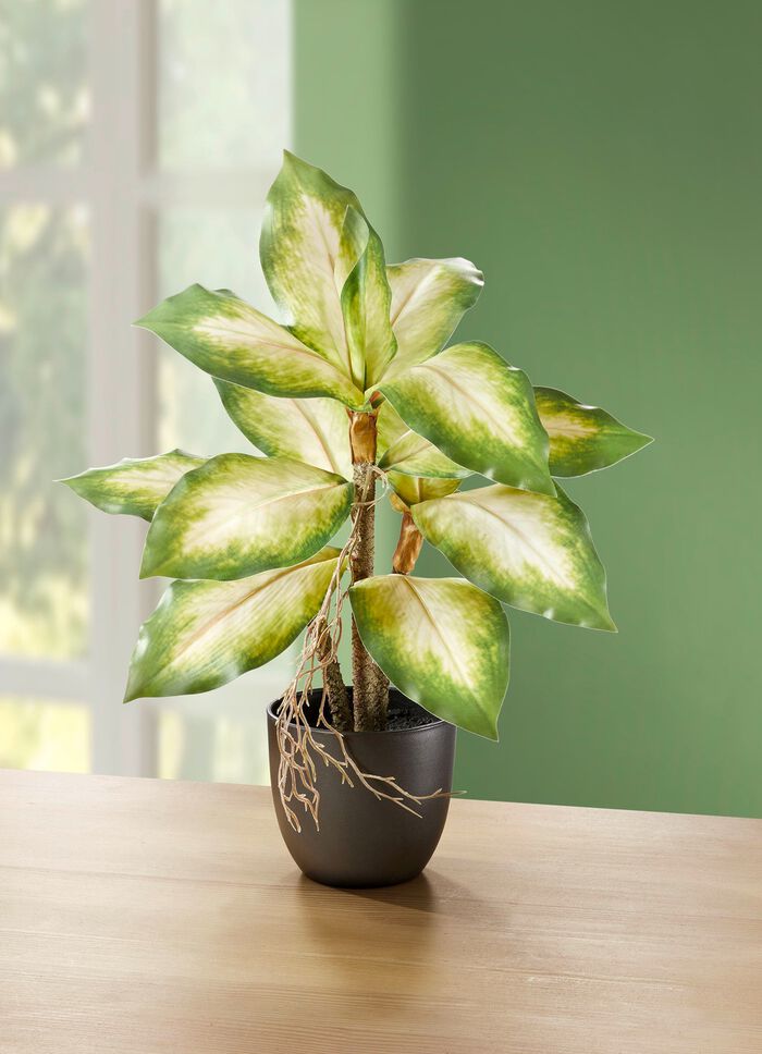 T&auml;uschend echt wirkende Dieffenbachia 