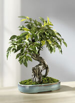 Ficus-Bonsai in Keramikschale 